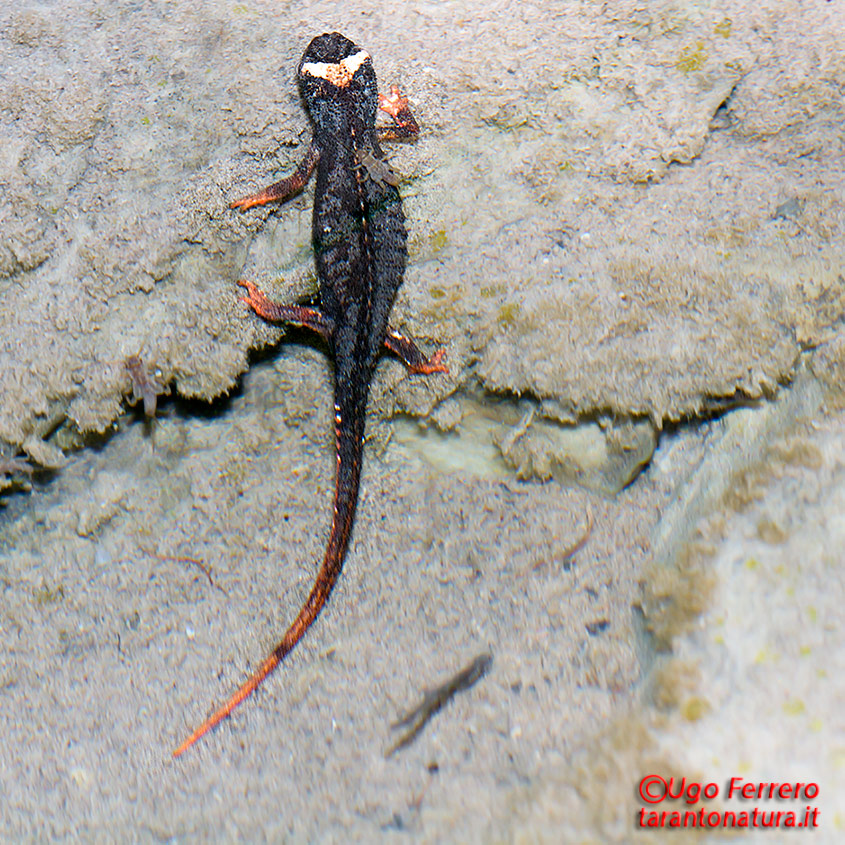 Salamandrina terdigitata dal Pollino !